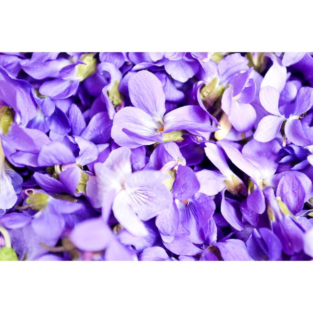 Violets Flowers by Scvos - Wrapped Canvas Print 17 Stories Size: 20cm H x 30cm W on Productcaster.