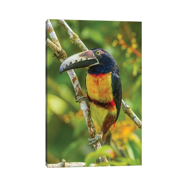 Costa Rica, La Selva Biological Research Station by Jaynes Gallery - Wrapped Canvas Art Prints Latitude Run Size: 45.72cm H x 30.48cm W on Productcaster.