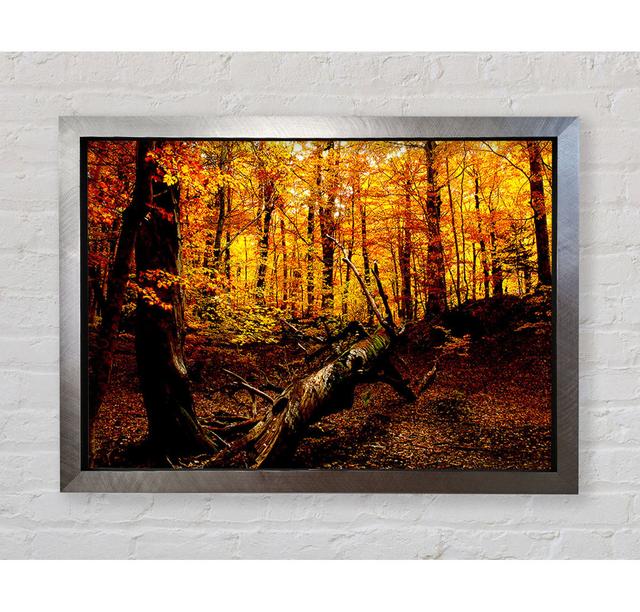 Autumn Forest Seat - Single Picture Frame Art Prints Bright Star Size: 59.7cm H x 84.1cm W x 3.4cm D on Productcaster.