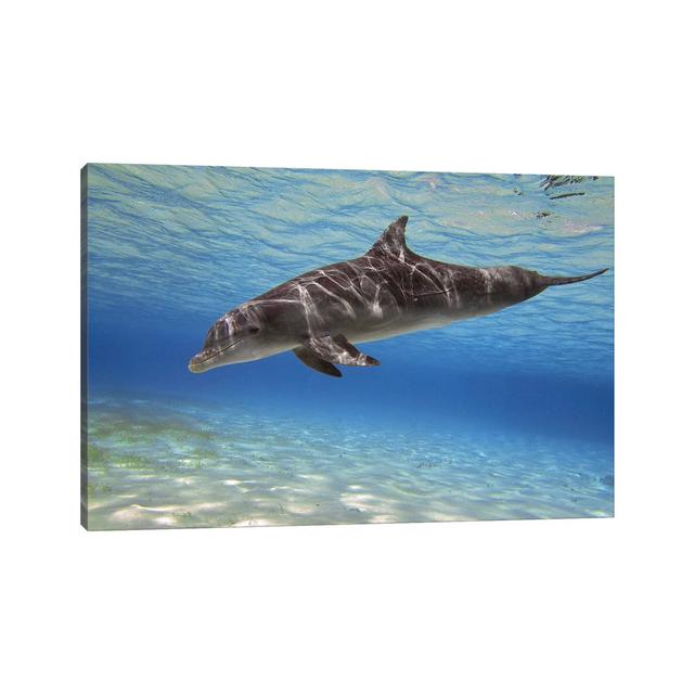 A Bottlenose Dolphin Swimming In The Barrier Reef, Grand Cayman House of Hampton Size: 66.04cm H x 101.6cm W x 1.91cm D on Productcaster.