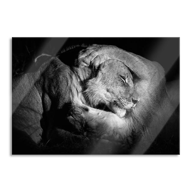 Lion and Lioness Cuddling - Unframed Photograph on Glass 17 Stories Size: 70cm H x 100cm W x 0.4cm D on Productcaster.