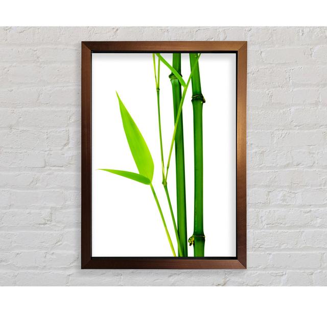 Bamboo Cane - Einzelner Bilderrahmen Kunstdrucke Bright Star Größe: 118,9 cm H x 84,1 cm B on Productcaster.