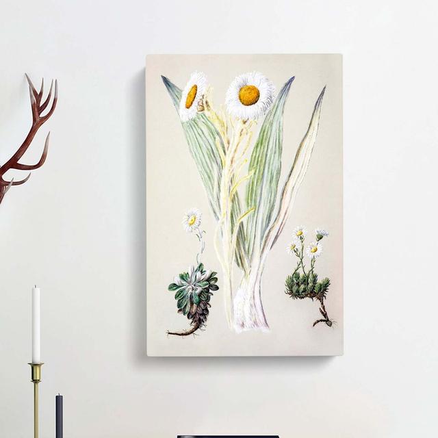 White Mountain Musk Flowers by Sarah Featon - Wrapped Canvas Print East Urban Home Size: 50cm H x 35cm W x 3cm D on Productcaster.