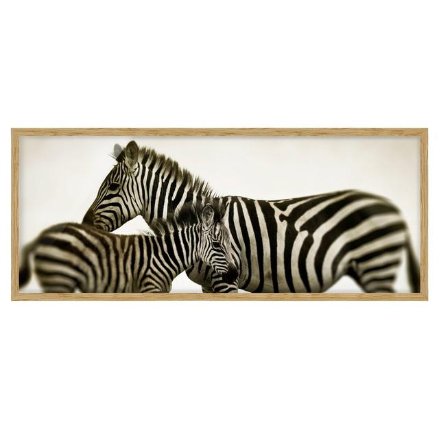 Zebra Couple - Picture Frame Graphic Art Bloomsbury Market Size: 40cm H x 100cm W x 2cm D, Frame Option: Brown Framed on Productcaster.