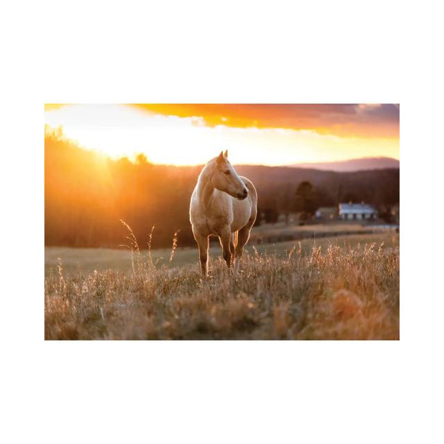 Golden Horse by Lucas Moore - Wrapped Canvas Photograph Natur Pur Size: 66.04cm H x 101.6cm W x 1.91cm D on Productcaster.