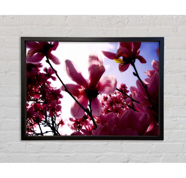 Pink Cherry Blossom In Sunlight Framed Print Ebern Designs Size: 84.1cm H x 118.9cm W on Productcaster.