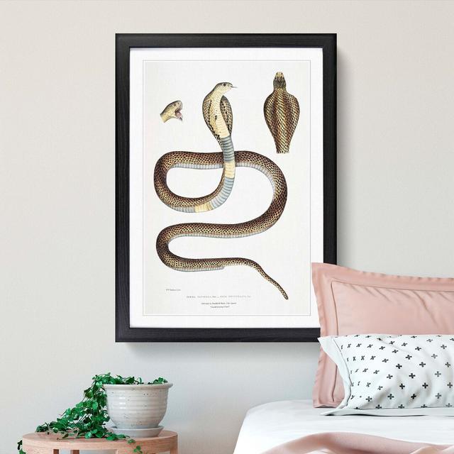 Cobra Capella Snake Illustration by John Edward Gray - Picture Frame Painting East Urban Home Frame Option: Black Framed, Size: 36cm H x 27cm W x 2cm on Productcaster.