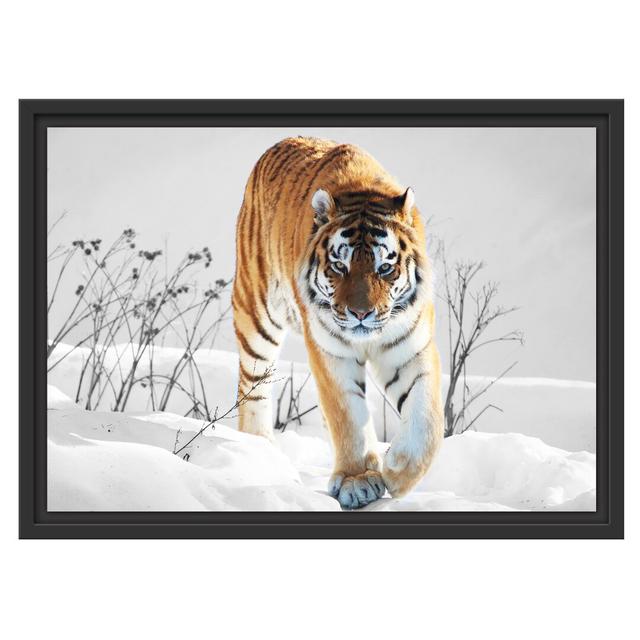 Gerahmtes Wandbild Großer wilder TigerSchnee East Urban Home Größe: 40 cm H x 55 cm B on Productcaster.