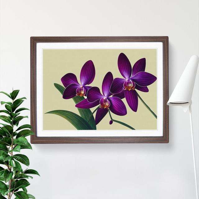 Glorious Orchid Flowers - Picture Frame Graphic Art Latitude Run Frame Colour: Walnut, Size: 34cm H x 46cm W x 2cm D on Productcaster.