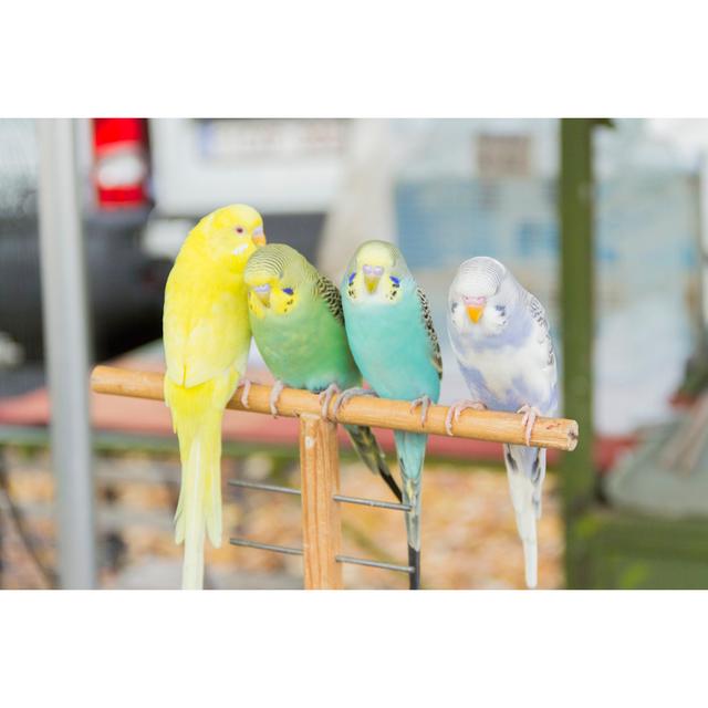 Four Budgerigar by Vex Collective - Wrapped Canvas Photograph Latitude Run Size: 81cm H x 122cm W on Productcaster.