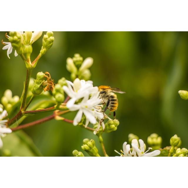 Bee At Work by Okan Celik - Photograph on Canvas Brambly Cottage Size: 120cm H x 80cm W x 1.8cm D on Productcaster.