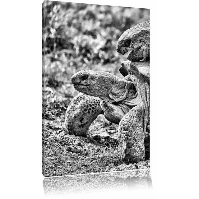 Leinwandbild Liebevolles Schildkrötenpaar in Monochrom East Urban Home Größe: 120 cm H x 80 cm B on Productcaster.