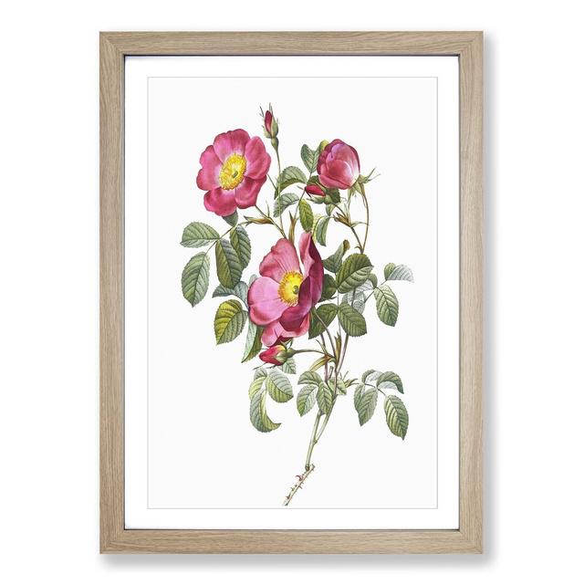 Rose of Love in Pink by Pierre-Joseph Redouté - Picture Frame Graphic Art Print East Urban Home Size: 50cm H x 35cm W x 2cm D, Frame Option: Oak on Productcaster.