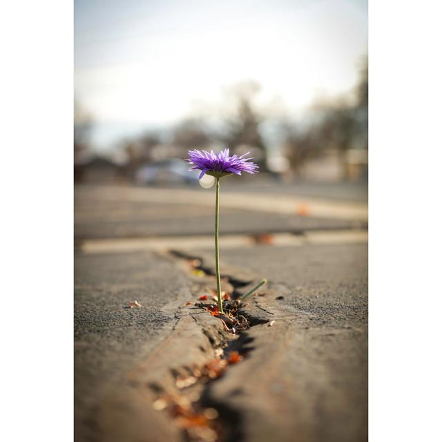 Flower Growing Out Of Asphalt by Pick-uppath - No Frame Art Prints on Canvas 17 Stories Size: 46cm H x 30cm W on Productcaster.