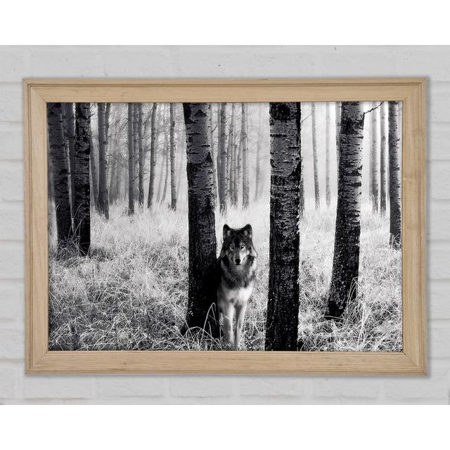 Forest Wolf - Single Picture Frame Art Prints Union Rustic Size: 21cm H x 29.7cm W x 1.5cm D on Productcaster.