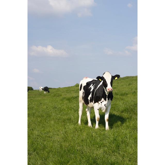 Cows in the Evening by Aquasolid - Wrapped Canvas Photograph Brambly Cottage Size: 30cm H x 20cm W on Productcaster.