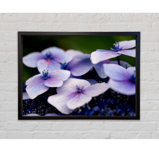 Flat Purple Flowers Framed Print Bright Star Size: 100cm H x 141.4cm W on Productcaster.