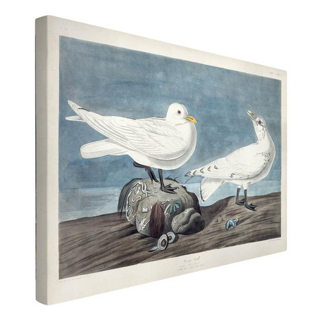 Ivory Gull - Wrapped Canvas Painting Highland Dunes Size: 60cm H x 90cm W on Productcaster.