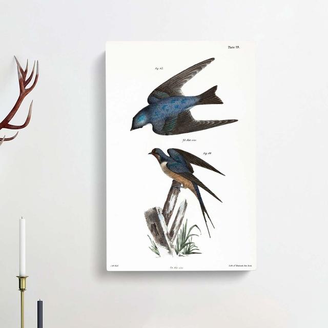 'Barn Swallow & White-Bellied Swallow' by J.E. De Kay - Picture Frame Painting Print on Paper East Urban Home Size: 50cm H x 35cm W x 3cm D, Format: W on Productcaster.