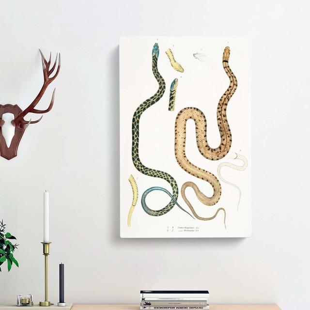 Snake Illustrations by John Edward Gray - Wrapped Canvas Painting East Urban Home Size: 76cm H x 50cm W x 3cm D on Productcaster.