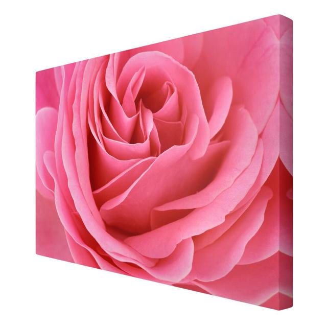 Luscious Pink Rose Photographic Print on Canvas East Urban Home Size: 150cm H x 100cm W on Productcaster.