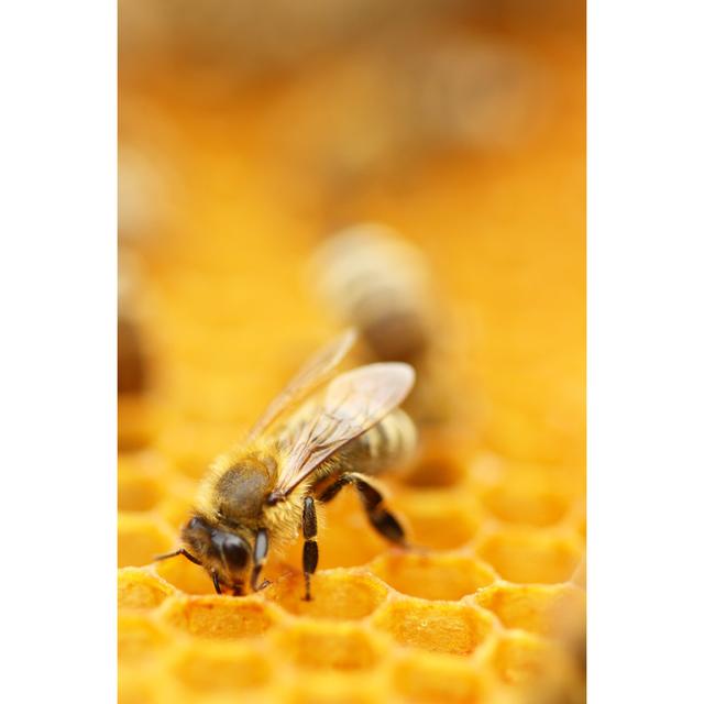 Huntsdale Honey Bee by Balwan - Print Brambly Cottage Size: 76cm H x 51cm W x 3.8cm D on Productcaster.