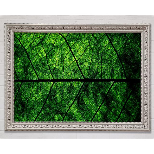 Leaf Veins Framed Print Bright Star Size: 21cm H x 29.7cm W x 3cm D on Productcaster.