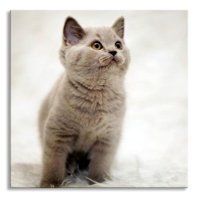 Cute Kitten on Rug - Unframed Photograph on Glass Ebern Designs Size: 80cm H x 80cm W on Productcaster.