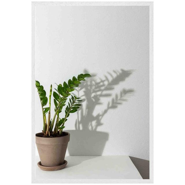 Florien Zamioculcas - Single Picture Frame Art Prints Bay Isle Home Size: 41cm H x 31cm W x 4cm D, Frame Colour: White on Productcaster.