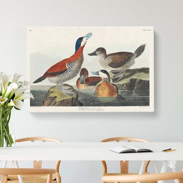 Ruddy Duck by John Audubon - Wrapped Canvas Print East Urban Home Size: 40cm H x 60cm W x 3cm D on Productcaster.