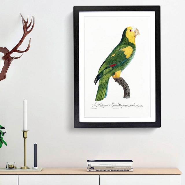 A Yellow-Shouldered Parrot by F. Levaillant - Picture Frame Painting Print on Paper East Urban Home Frame Option: Black Framed, Size: 45cm H x 33cm W on Productcaster.