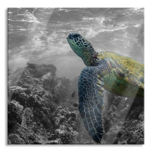 Turtle and Coral in the Ocean' - Unframed Photograph on Glass Bay Isle Home Size: 60cm H x 60cm W x 0.4cm D on Productcaster.