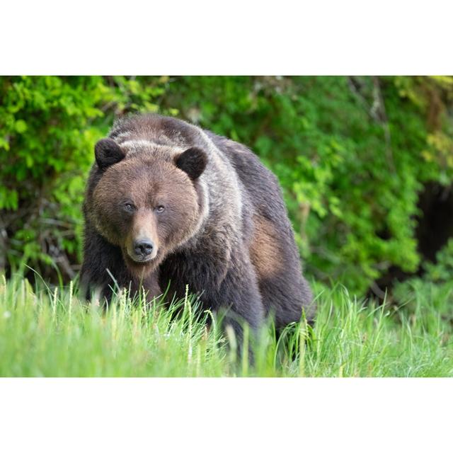 Grizzly Bear by Kencanning - Wrapped Canvas Art Prints Alpen Home Size: 61cm H x 91cm W x 3.8cm D on Productcaster.