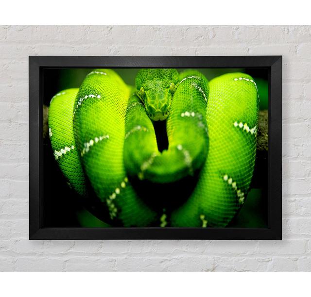 Snake - Single Picture Frame Art Prints Ebern Designs Size: 84.1cm H x 118.9cm W x 3.4cm D on Productcaster.