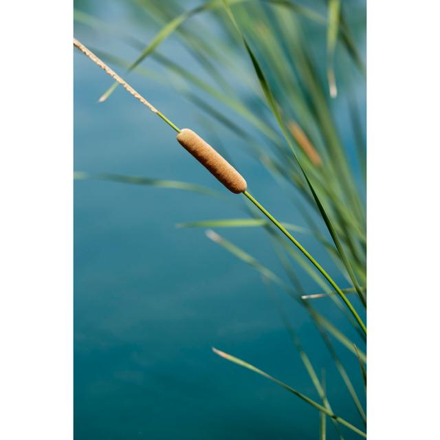 Lone Cattail By The Water by JoeDphoto - Wrapped Canvas Print 17 Stories Size: 76cm H x 51cm W x 3.8cm D on Productcaster.