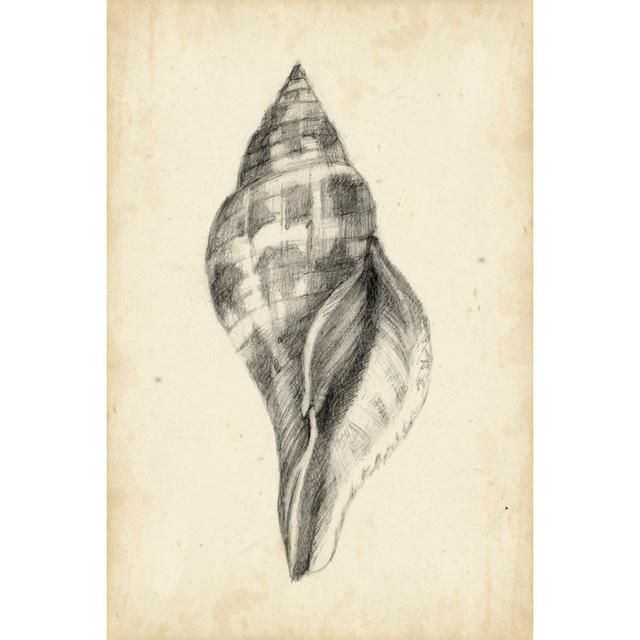 Antique Shell Study II Highland Dunes Size: 91cm H x 61cm W x 3.8cm D on Productcaster.