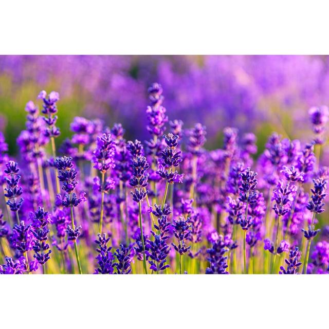 Violet Lavender Field - Wrapped Canvas Photograph Ebern Designs Size: 20cm H x 30cm W on Productcaster.