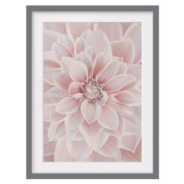 Dahlia in Powder Pink - Picture Frame Graphic Art Ebern Designs Size: 55cm H x 40cm W x 2cm D, Frame Option: Grey Framed on Productcaster.