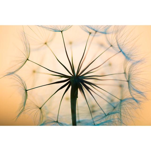 Dandelion - Wrapped Canvas Photograph 17 Stories Size: 81cm H x 122cm W on Productcaster.