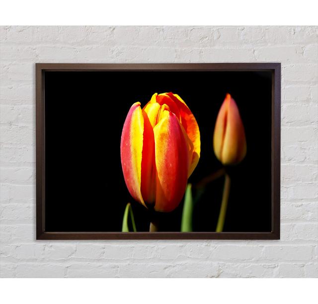 Tulips In A Bath Of Light Framed Print Ebern Designs Format: Dark Grey Framed Canvas, Size: 59.7cm H x 84.1cm W x 3.3cm D on Productcaster.