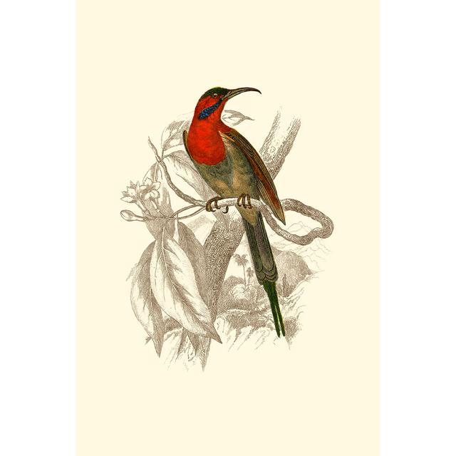 Jardine Hummingbird VI by Sir William Jardine - Wrapped Canvas Painting 17 Stories Size: 76cm H x 51cm W x 3.8cm D on Productcaster.