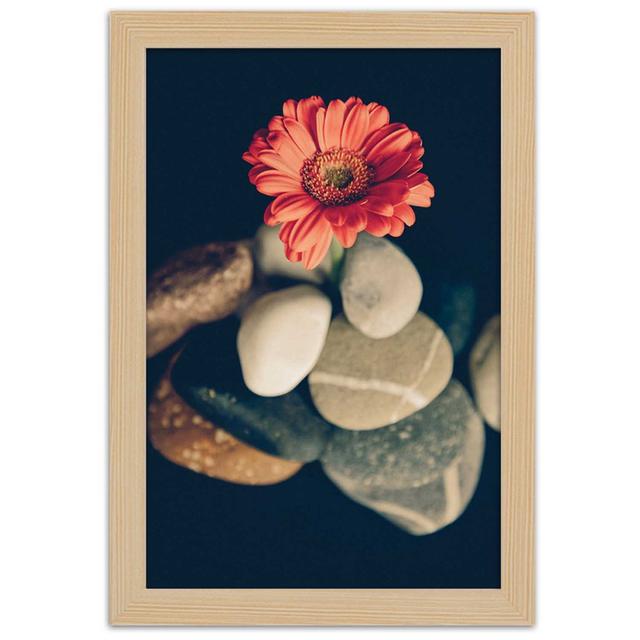 Gerahmtes Poster Gerbera and Stones 17 Stories Größe: 60 cm H x 40 cm B x 2 cm T on Productcaster.