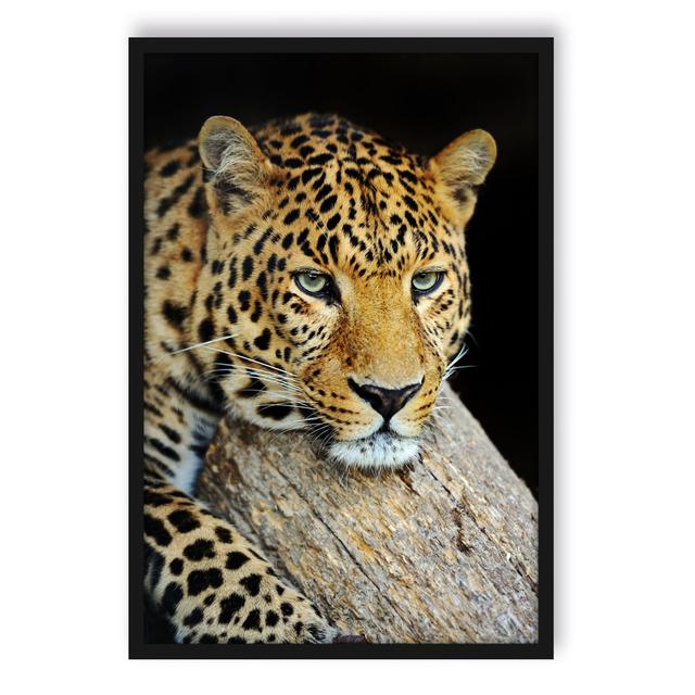 Gerahmtes Poster Ruhiger Leopard ModernMoments Größe: 38 cm H x 30 cm B x 2.5 cm T on Productcaster.