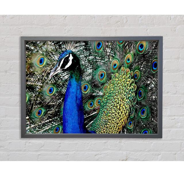 Peacock Stare - Print Bloomsbury Market Size: 100cm H x 141.4cm W x 3.3cm D on Productcaster.