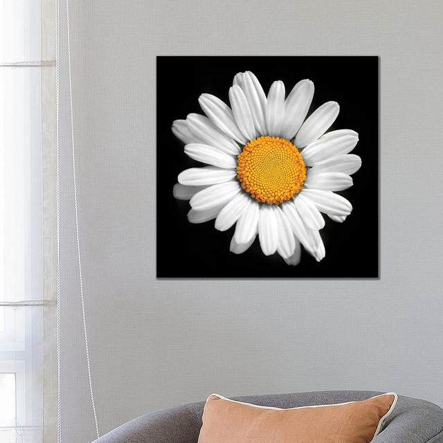 There Is A Sun In Every Flower by Ben Heine - Floater Frame Print on Canvas 17 Stories Size: 66.04cm H x 66.04cm W x 1.91cm D, Format: Wrapped Canvas on Productcaster.