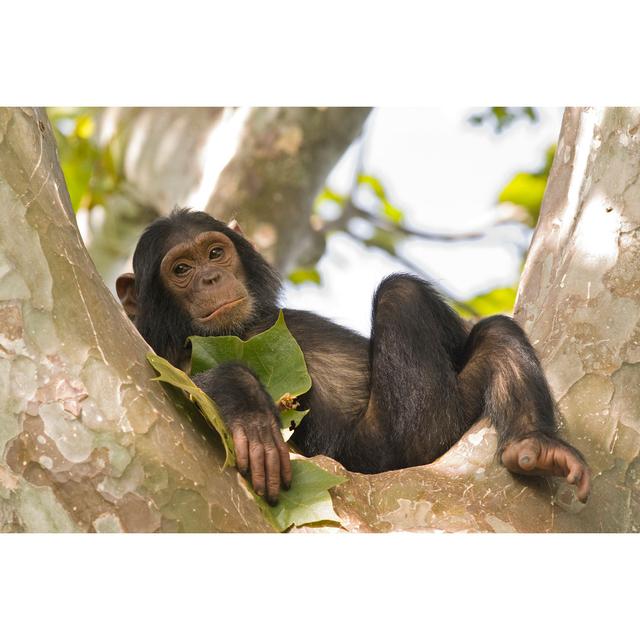 Young Chimpanzee Relaxing In A Tree by Guenterguni - No Frame Print on Canvas Latitude Run Size: 81cm H x 122cm W on Productcaster.