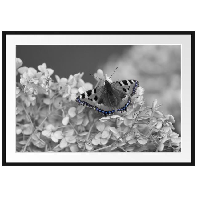 Gerahmtes Poster Schmetterling auf weißen Blüten East Urban Home Größe: 70 cm H x 100 cm B on Productcaster.