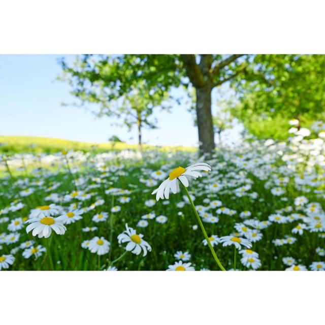 Marguerites In Spring - Austria by Leonsbox - No Frame Print on Canvas 17 Stories Size: 61cm H x 91cm W on Productcaster.