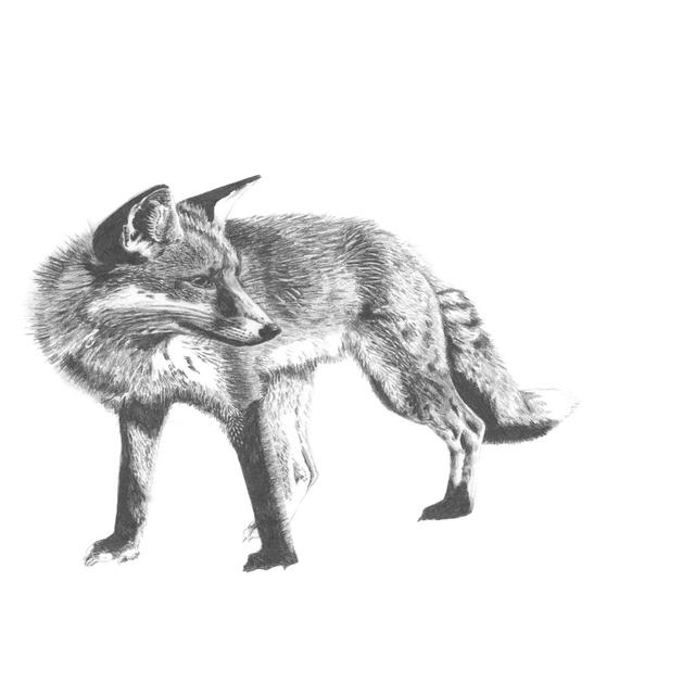 Wildlife Snapshot: Fox by Naomi McCavitt - Wrapped Canvas Drawing Alpen Home Size: 30cm H x 46cm W on Productcaster.