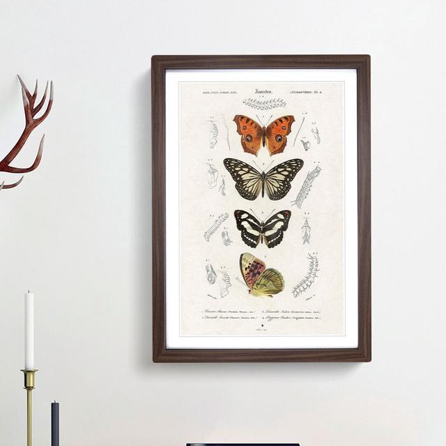 Butterfly Illustrations PL. 4 by Charles d' Orbigny - Picture Frame Graphic Art Print East Urban Home Size: 65cm H x 48cm W x 2cm D, Frame Option: Wal on Productcaster.